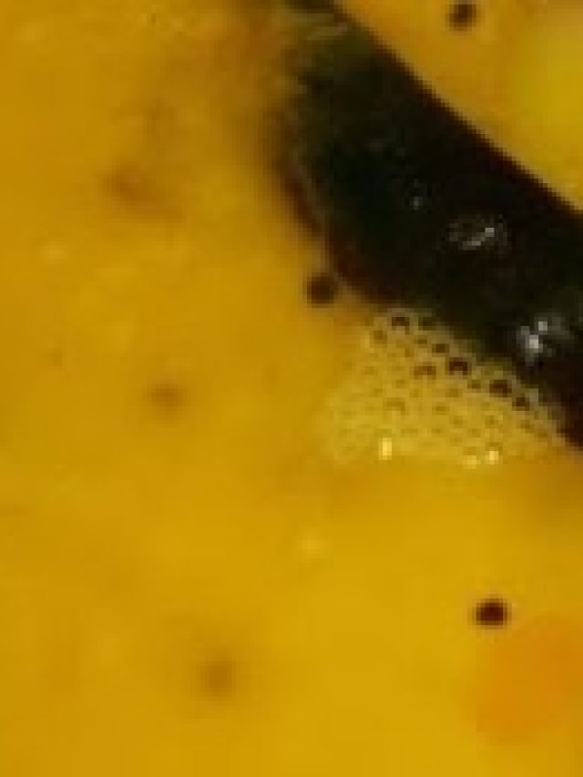 পুরুষত্ব চরম মজা পাবে, এই টক ডাল খেলে যৌবনে ঝোড়ো হাওয়া বইবে, রেসিপি