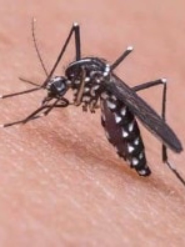 এই ফুল শুধু রাখুন,  পাঁই পাঁই করে পালাবে মশা-মাছি, ঘরের  ত্রিসীমানায় আর ঘেঁষবে না