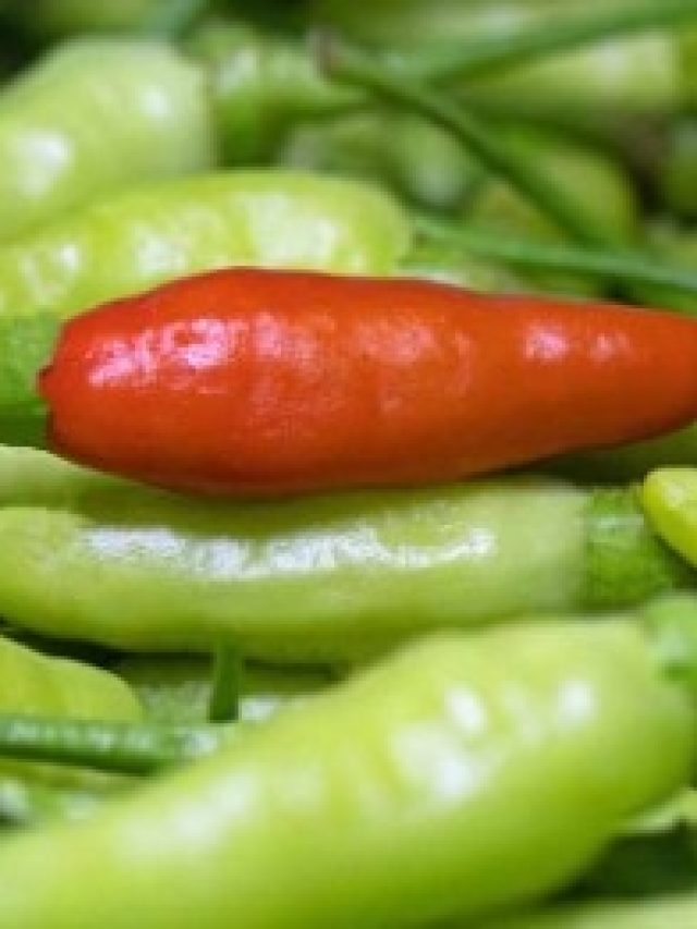 ঘরের টবেই এত এত লঙ্কা হবে, আর দোকানে কিনতে হবে না, গাছ লাগান এভাবে