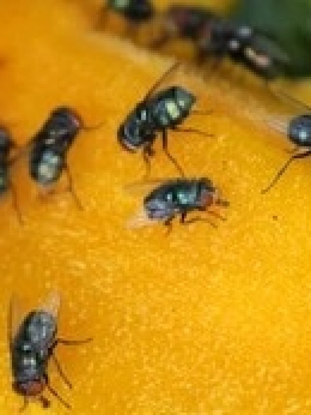 মাছি ভনভন করছে ঘরে? শুধু রাখুন এই জল, ব্যস, মাথা ঘুরে পালাবে মাছির দল