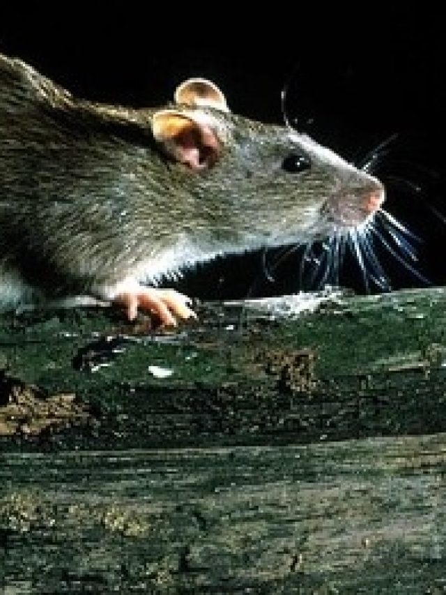 ঘরে লুকিয়ে ইঁদুর? শুধু রাখুন এই মশলা, বাবাগো-মাগো বলে পালাবে