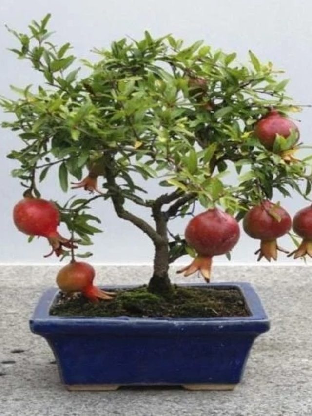 ডালিমের গাছ লাগান বাড়িতেই, ফিরবে সৌভাগ্য