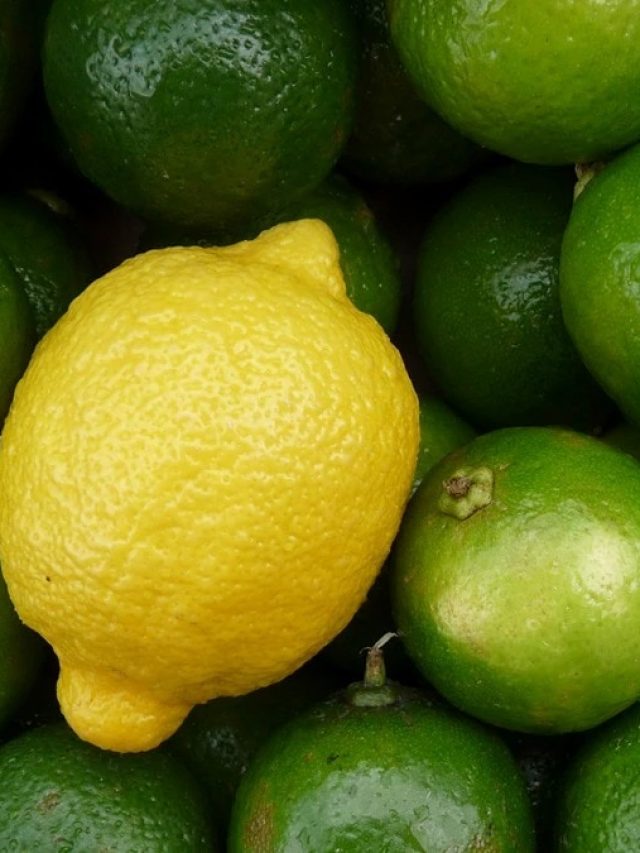 গন্ধরাজ দই খেয়েছেন? ৫ মিনিটে ঘরেই বানিয়ে নিন