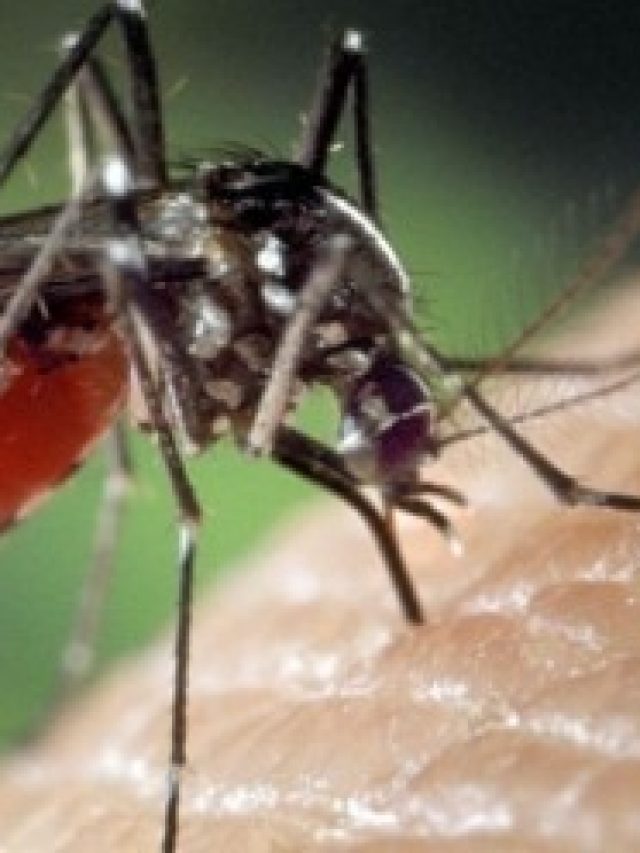 বাঁই বাঁই করে মাথা ঘুরবে মশার, শুধু রেখে দিন এই পাতা