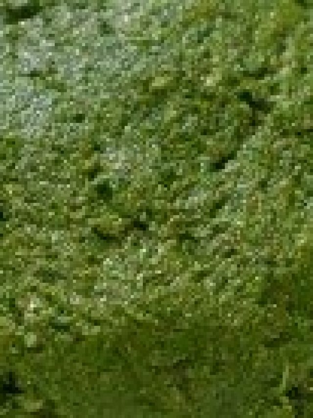 চেহারা হবে চাবুকের মতো পেটানো, খান এই শাক ভর্তা, রেসিপি