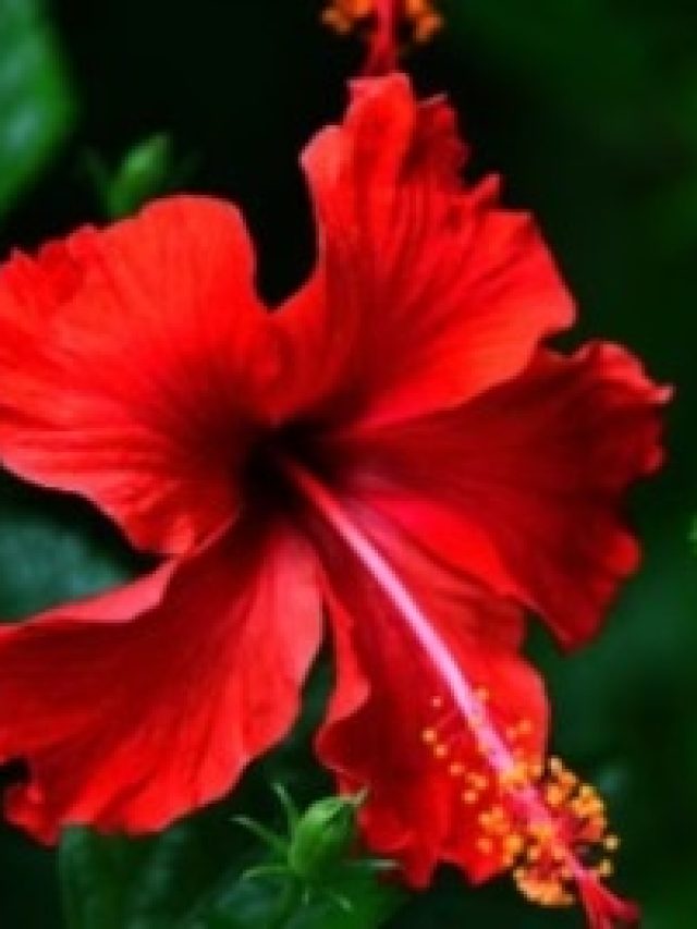 শুধু দিন এই খাবার,  ঘরের টবে চটপট ফুটবে জবা ফুল