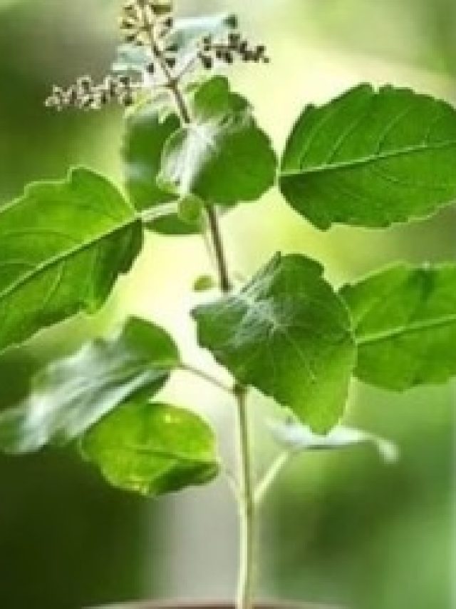 তুলসী পাতা চিবিয়ে খান? মারাত্মক বিপদ, কীভাবে খেলে উপকার পাবেন? জানুন