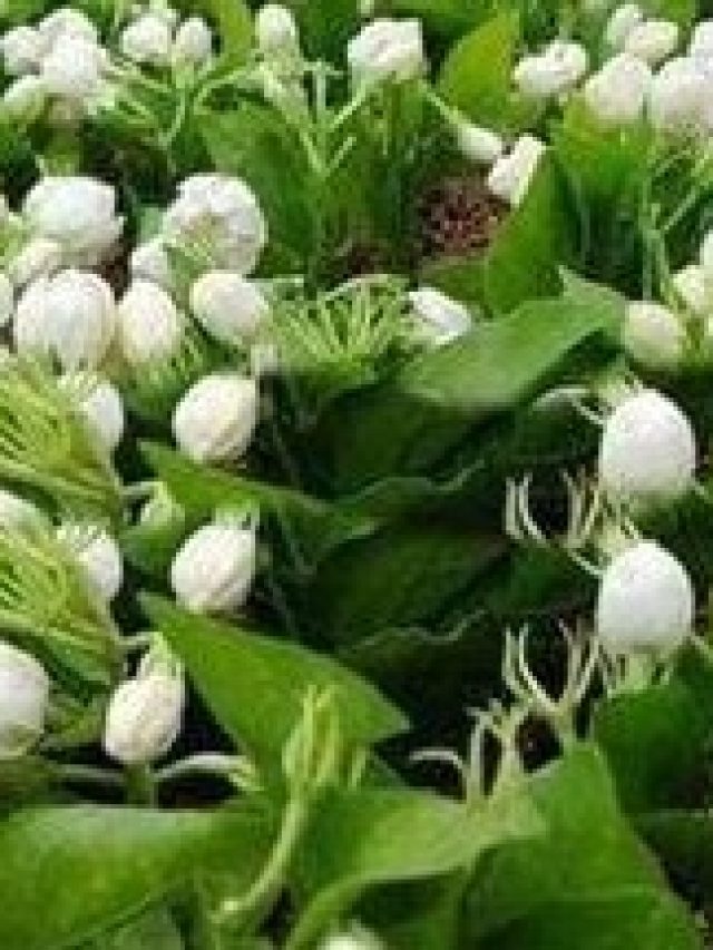 শরীরে শুধু ছোঁয়ান এই ফুল, বুড়ো বয়সেও জাগবে যৌবন, খেল দেখাবে পুরুষত্ব