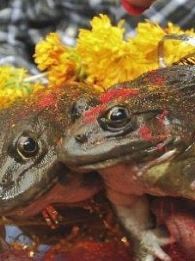 ব্যাঙের বিয়ে দিলে কি সত্যিই বৃষ্টি হয়?  জানুন