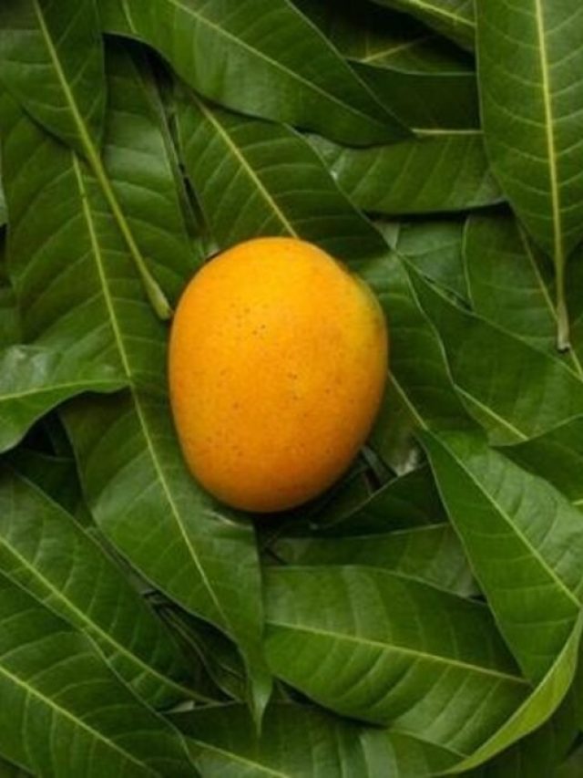 ওজন কমাতে দারুণ কাজ করে, এভাবে ব্যবহার করুন আমের পাতা