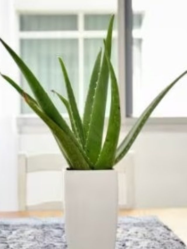 টাকার খেলা শুরু  হবে, অ্যালোভেরা গাছ রাখুন ঘরের এদিকে