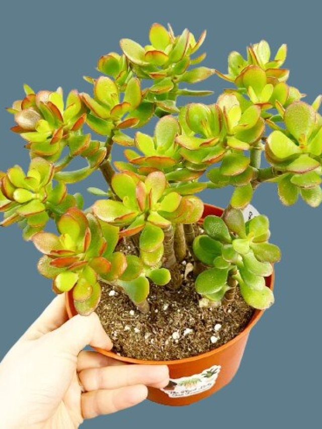 এই গাছটা হল টাকার এটিএম, বাড়ির ঠিক এই দিকটাতে লাগাতে হবে