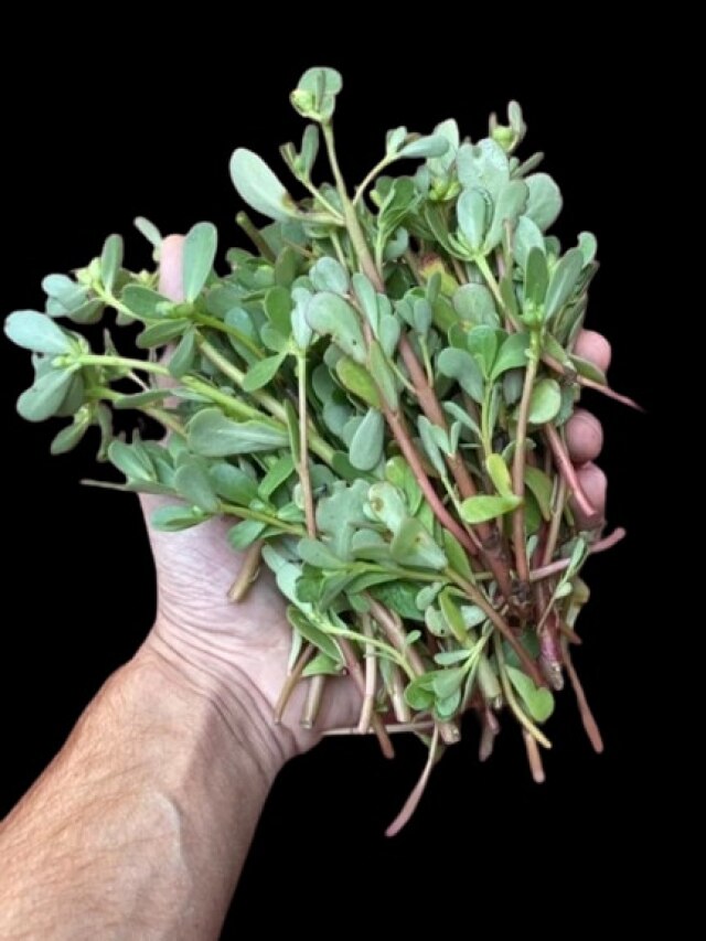 রাস্তার ধারে জন্মায়, গ্রাম বাংলার এই শাক রুখে দেয় ক্যান্সার ও সুগার