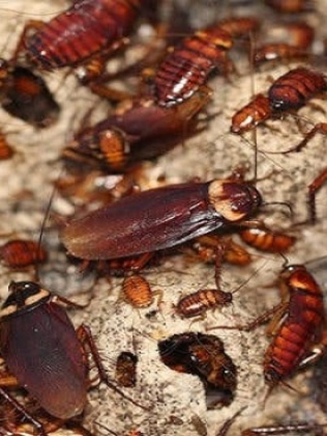 ম্যাগো মা! রান্নাঘরে ছোট তেলাপোকার উৎপাত? নিমেষে ঘরছাড়া হবে এই উপায়ে