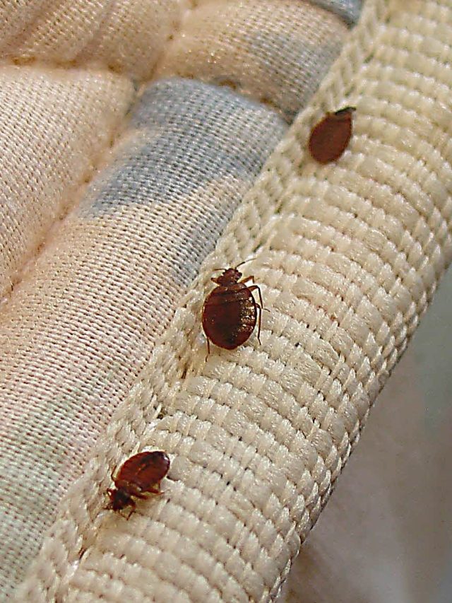 মাঝরাতে ঘুম ভাঙাচ্ছে বেয়াদপ ছারপোকা? এক রাতেই দূর হবে এই উপায়ে