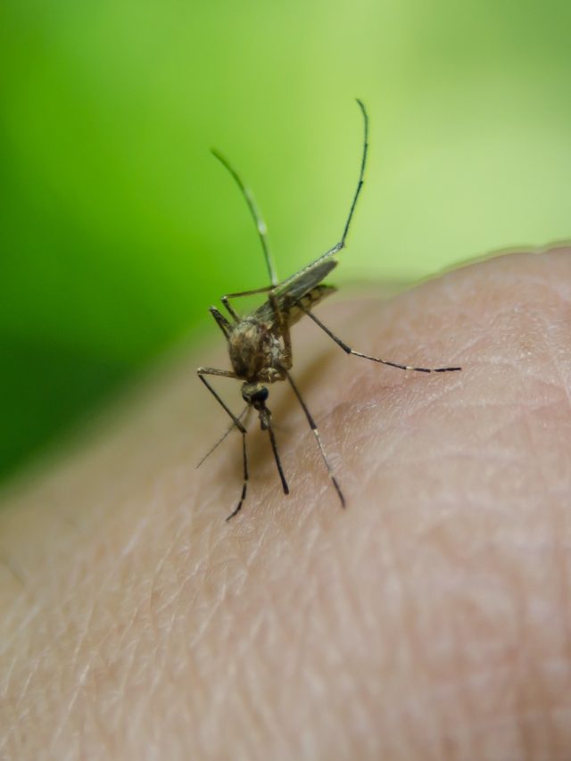 মশার 'প্রিয়' এঁরা, শুধু ব্লাড গ্রুপই নয় গায়ের এমন গন্ধেও ছেঁকে ধরে