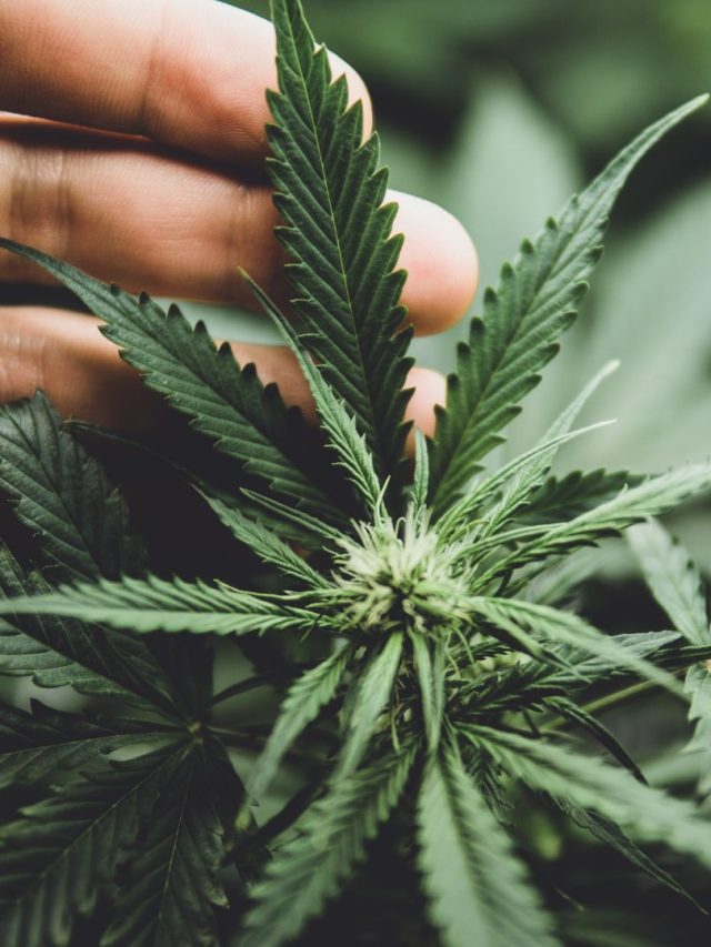 নেশার পর শুধু হেভেনই দেখায় না, হার্ট রাখে ফাস্টক্লাস এই 'বদনাম' পাতা