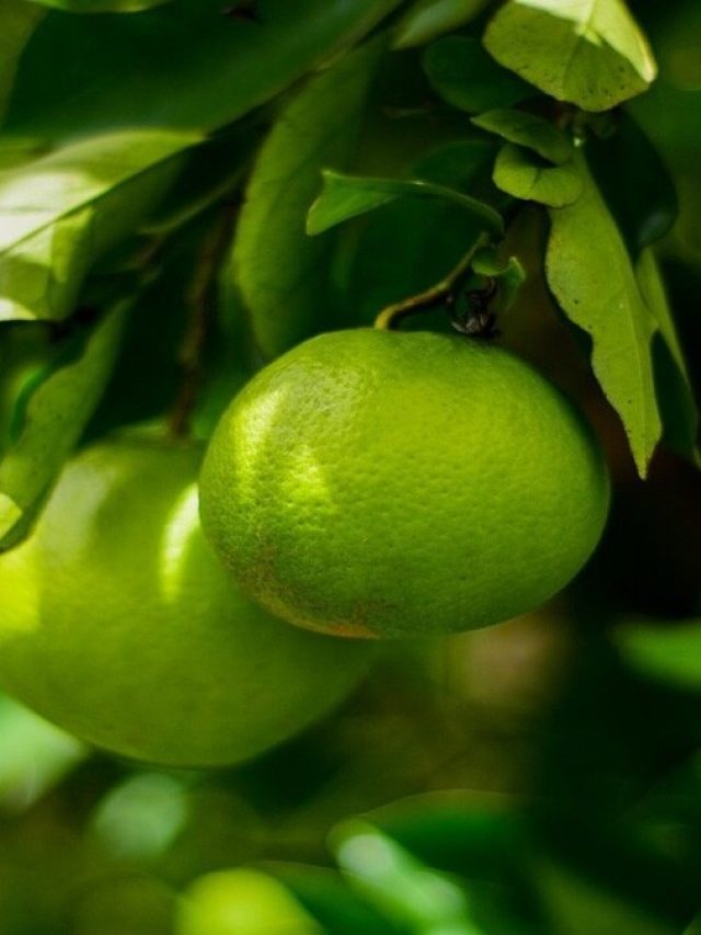 মন খারাপ ছুমন্তর হবে ৪ টাকার লেবুতে, কিনতে হবে পাতা সহ