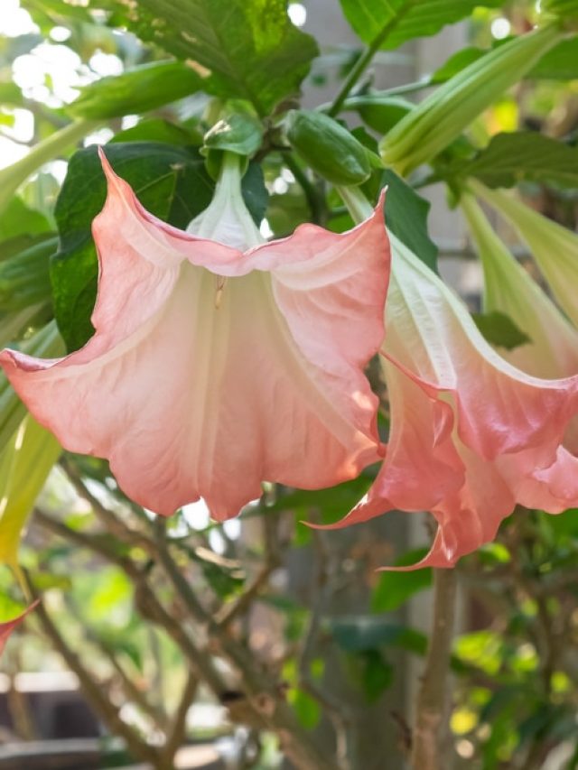 হাঁপানিতে আর শ্বাস ফুলবে না, শিবের প্রিয় এই ফুলই আসবে কাজে