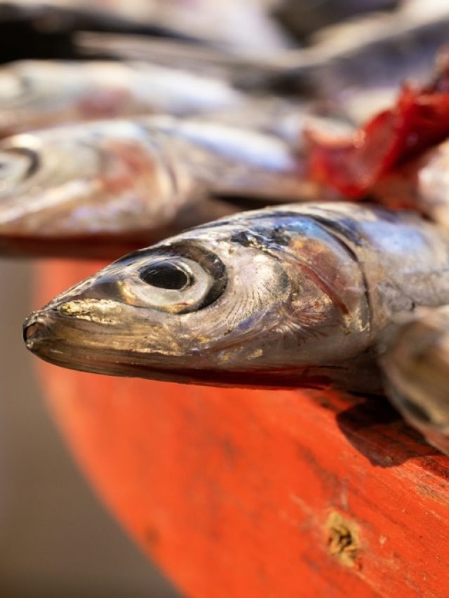 মাছের এই অংশ খেলে মাথার বুদ্ধি খোলে! কীভাবে তীক্ষ্ণ হবে মাথা?