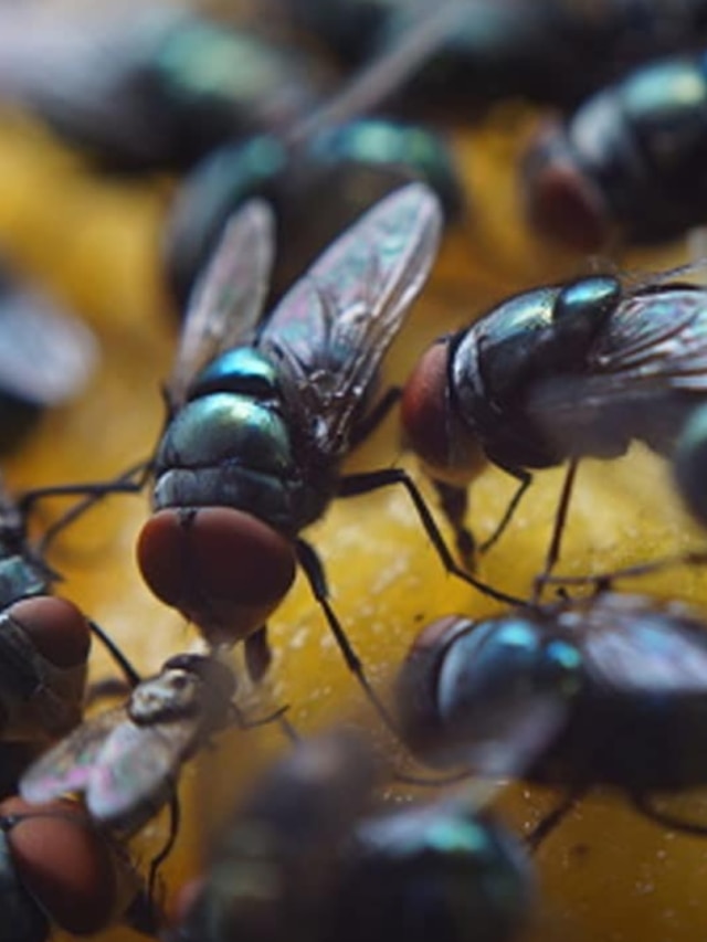 ঘরে ভনভন করছে মাছি? এই জিনিস ছেটালেই বাপ বাপ বলে পালাবে