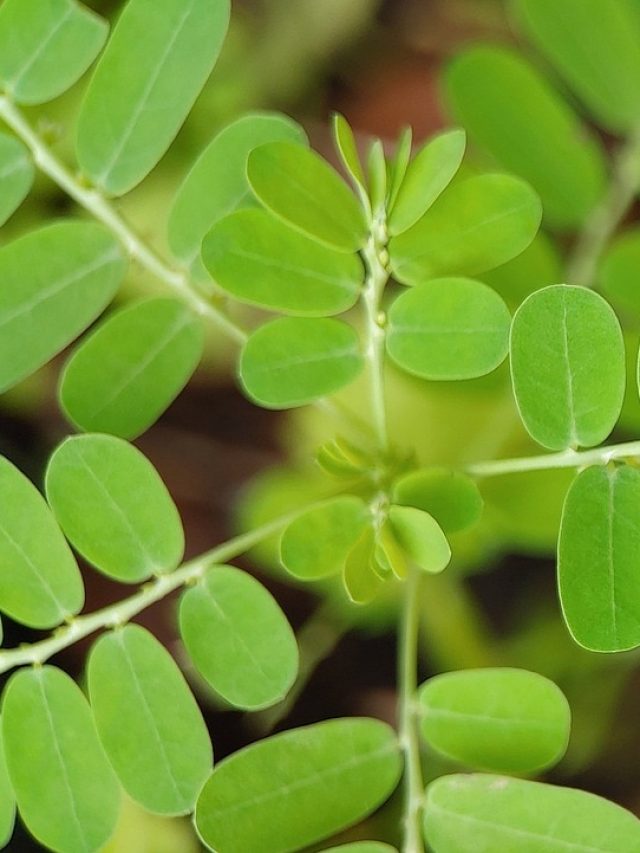 ডায়রিয়ার মোক্ষম ওষুধ এই পাতা, চিবোলেই পায়খানা পরিষ্কার