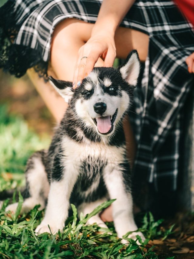 তীব্র গরমে কাহিল প্রিয় পোষ্য? এভাবে যত্ন নিলেই থাকবে চনমনে