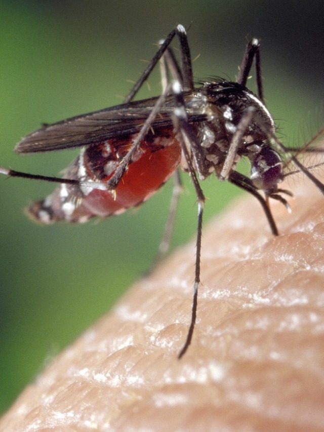 চাদরে মশার রক্তের দাগ লেগেছে? এইভাবে তুলুন এক সেকেন্ডে!