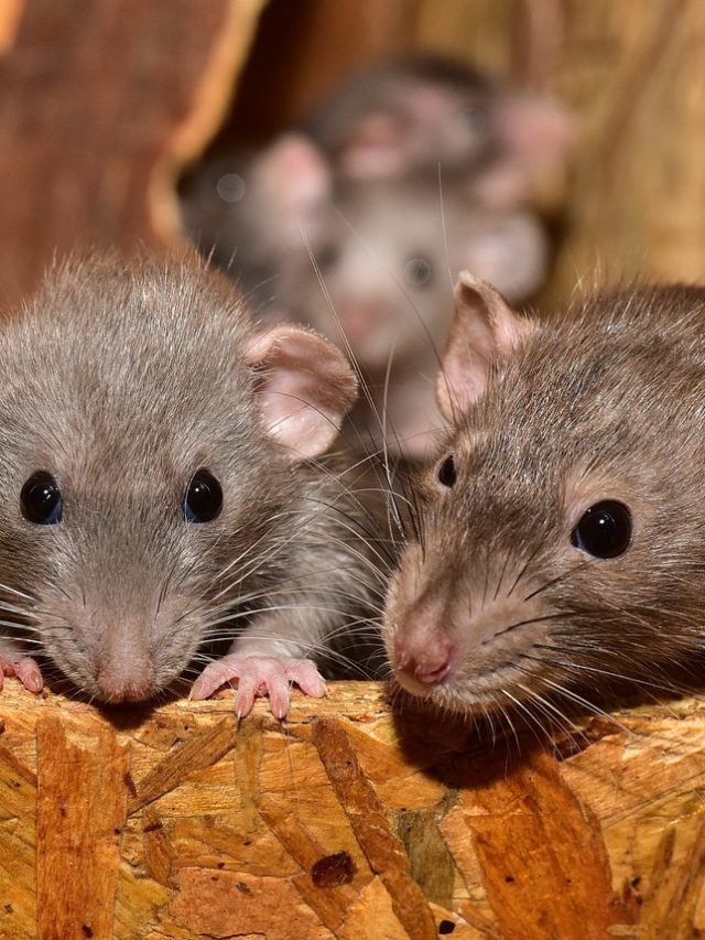 না মেরে ইঁদুর তাড়াতে চান? এই ৫ টোটকায় বাড়ি থেকে চিরতরে পালাবে