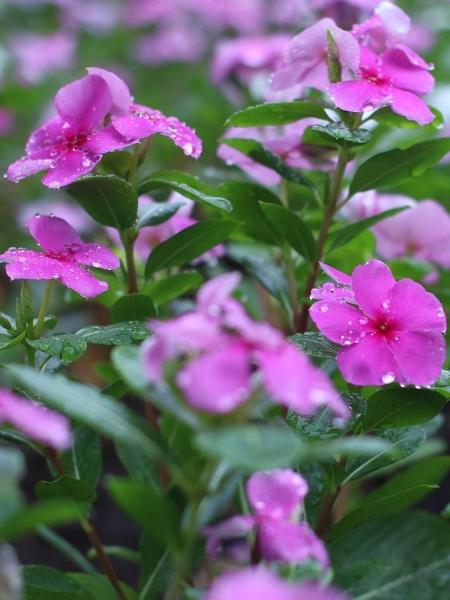 বাড়ির চারপাশে থাকা এই ফুলেই  জব্দ ডায়াবেটিস, খাবেন কীভাবে?