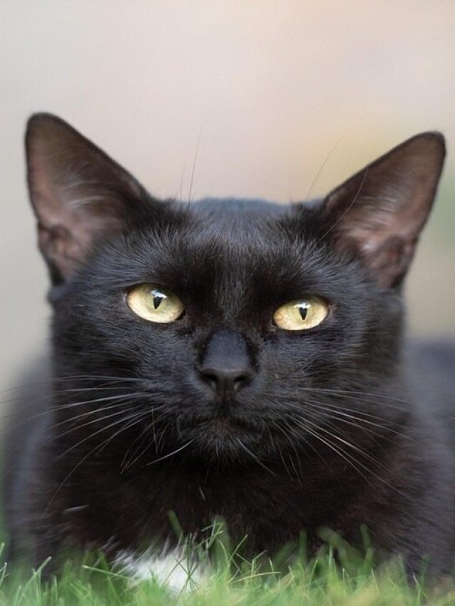 কালো বিড়ালের স্বপ্ন দেখা শুভ না অশুভ? জানুন কী ইঙ্গিত দেয়