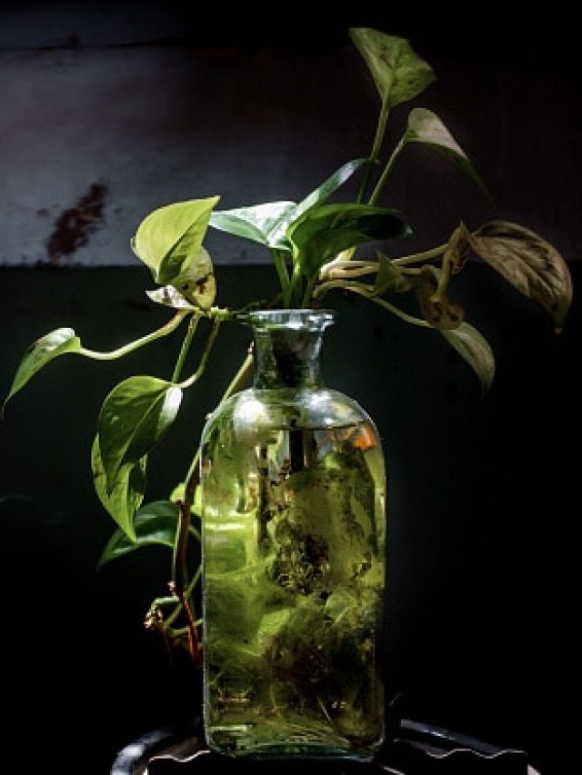 ৪০ ডিগ্রিতেও শুকোবে না মানি প্ল্যান্ট, যত্নে রাখুন এই টিপসে