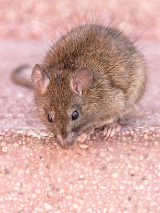 ২ টাকার শ্যাম্পুর পাতাতেই কাজ, ঘর থেকে বাপ বাপ বলে পালাবে ইঁদুর