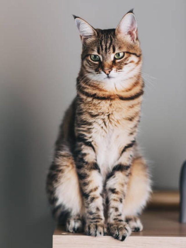 সবটাই অশুভ নয়, বেড়াল এভাবে রাস্তা কাটলে তা দারুণ শুভ লক্ষণ