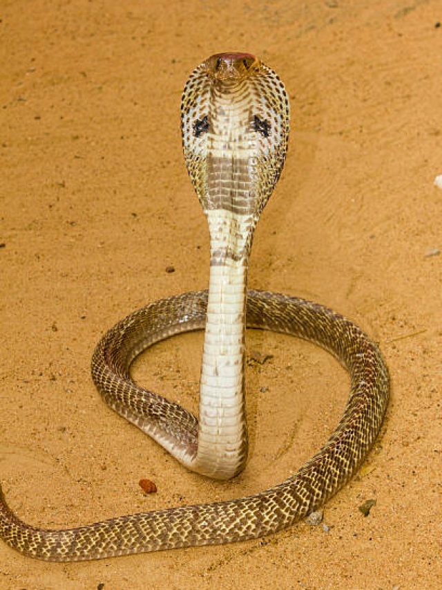 আশপাশে এই ৬ গাছ থাকলেই গরমকালে বাড়িতে সাপ ঢোকে