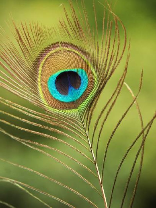 বালিশের নীচে ময়ূরের পালক রেখে ঘুমোন, ভাগ্যের চাকা ঘুরবেই