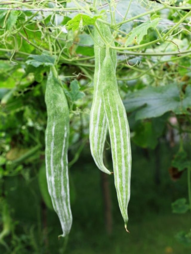 সুগারের ল্যাজে গোবরে দশা হবে, গরমে এই সবজি খান চোখ বুজে