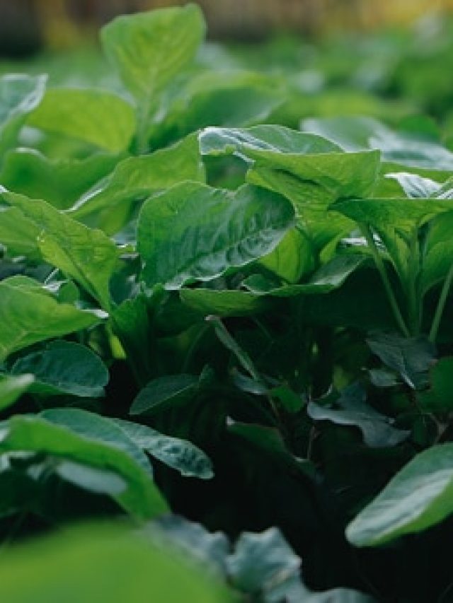 ভয়ে পালাবে ডায়াবেটিস,  এই শাকে পৌরুষ বেড়ে যাবে কয়েক গুণ