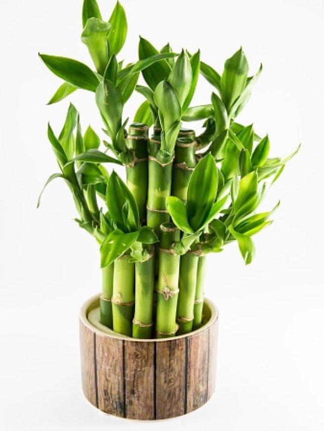 অর্থ এলেই খরচায় লাগবে 'ব্রেক', বাড়িতে এদিকে রাখুন লাকি বাম্বু