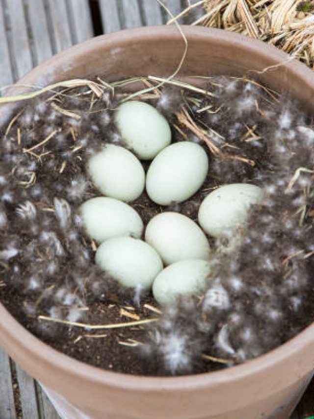 মুরগির ডিমের মতো সাপের ডিমও কি খাওয়া যায়? জানুন