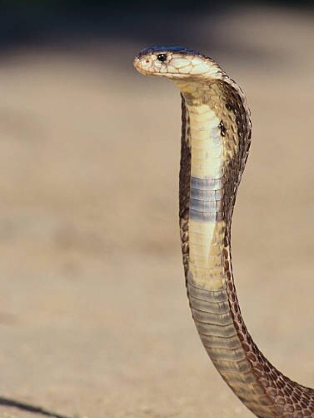 পৃথিবীর এই দেশে একটাও সাপ নেই, কারণ জানলে সত্যিই অবাক হবেন