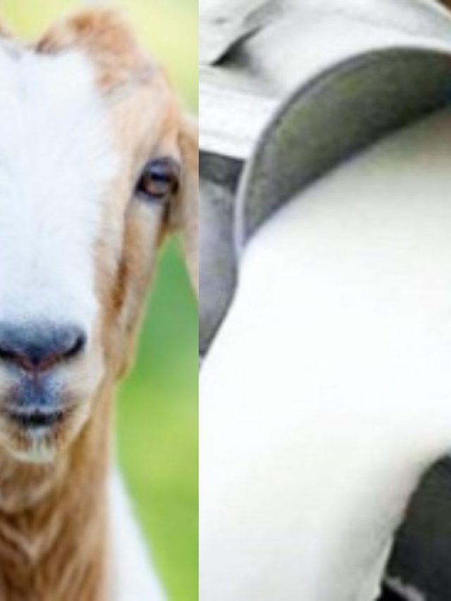 পুরুষত্ব মাথায় উঠে থাকবে, রোজ খান ছাগলের দুধ, দেখবেন যৌবন লাফাচ্ছে