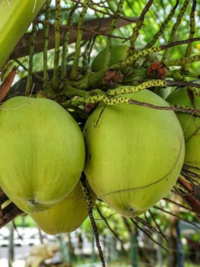 নারকেলের এই অংশ কোলেস্টেরল কমিয়ে ফেরায় যৌবন, খেয়েছেন?