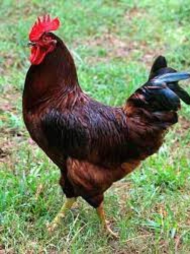 মুরগির এই ৪ গুণ আপনার আছে? থাকলে উন্নতি কেউ রুখতে পারবে না