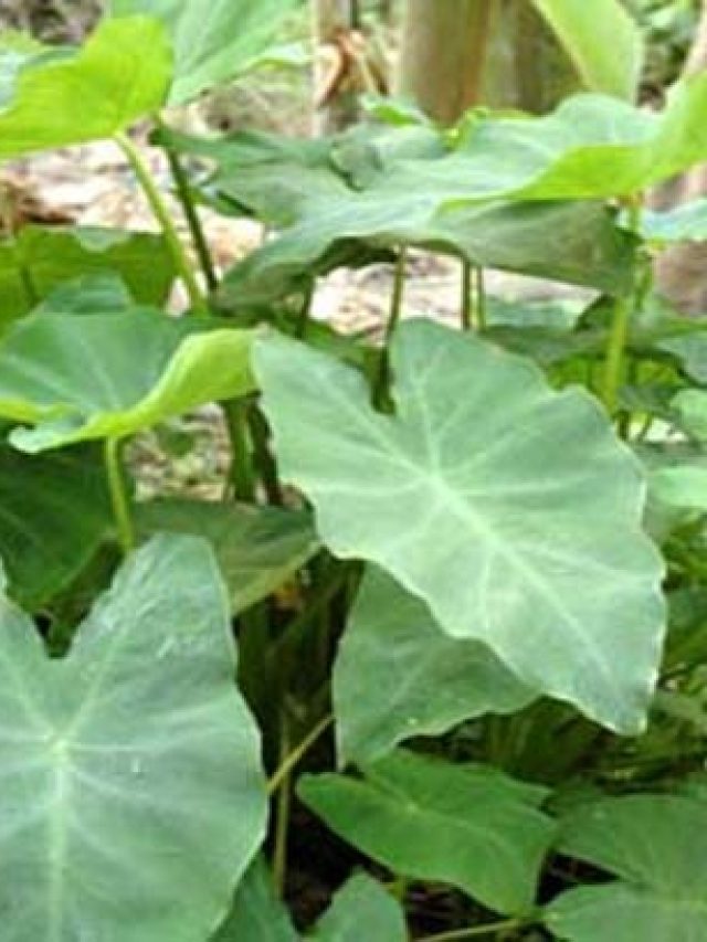 লাফালাফি করবে না কোলেস্টেরল, থাকবে আপনার বশে, পাতে থাক সস্তার এই শাক