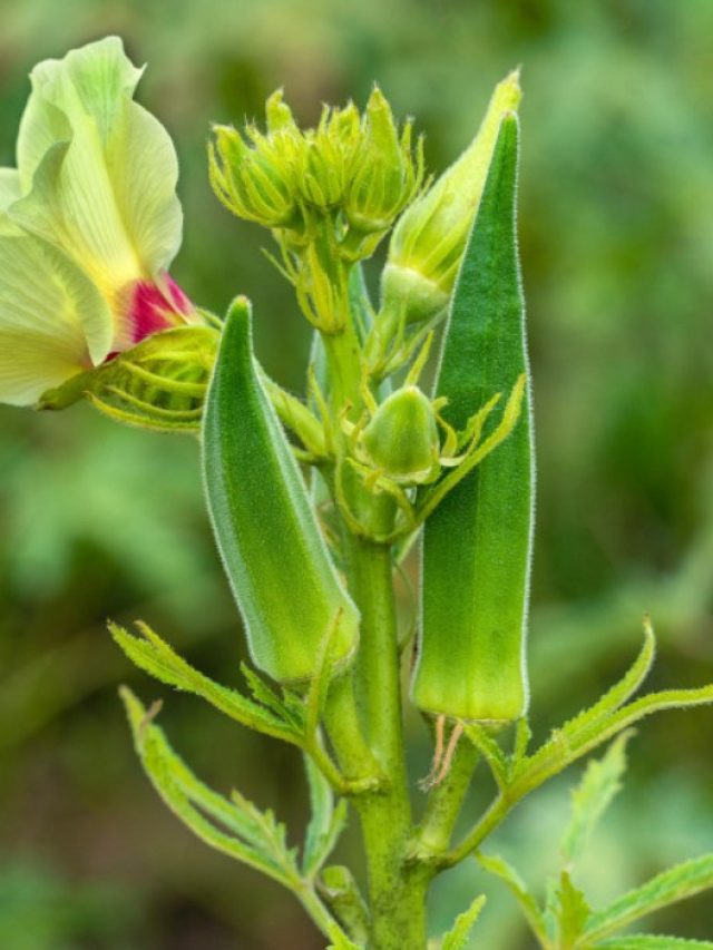 বাড়ির বারান্দার টবেই হবে ঢেঁড়শ গাছ, এই টিপস মানলে আর যেতে হবে না বাজার