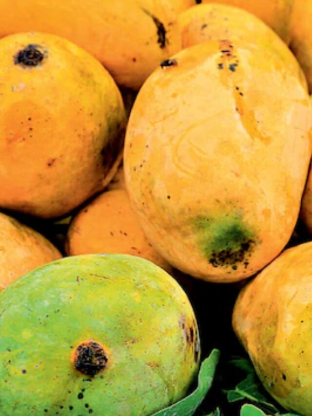 আমের এই অংশ খেলে কমে কোলেস্টেরল, কমে ওজন