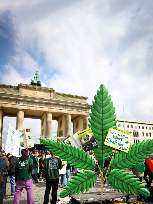 '25 grams of Marijuana allowed': Germany legalises small amounts of cannabis for recreational use