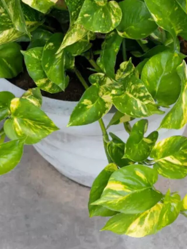 মানি প্ল্যান্ট শুকোলে অশুভ, এই ৫ ট্রিকসেই হবে পাতাবাহার গাছ