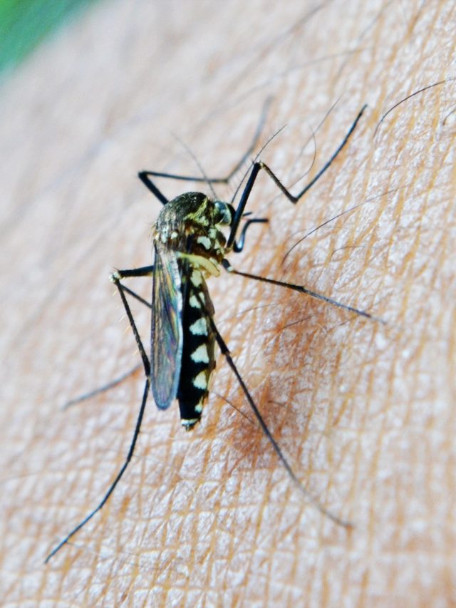 কাদের ডেঙ্গি হওয়ার ঝুঁকি বেশি? জেনে সাবধান হোন